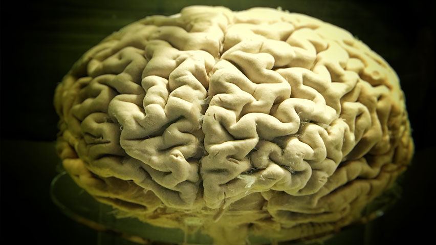 Mózg człowieka nie jest największym (bynajmniej gabarytowo) mózgiem w przyrodzie – np. mózg kaszalota waży prawie 8 kilogramów (podczas gdy mózg człowieka 1,5 kg).